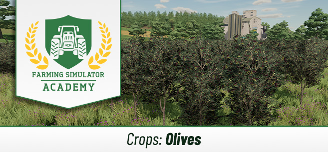 [Crops 101] How to Sow & Harvest Olives