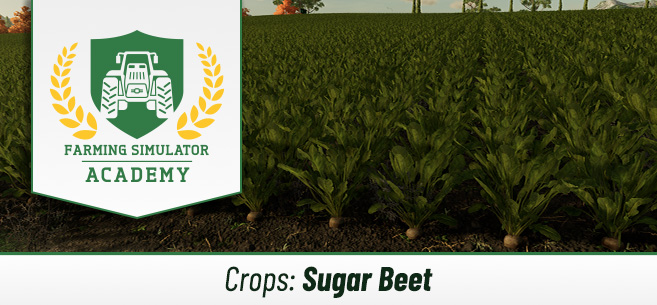 [Crops 101] How to Sow & Harvest Sugar Beet
