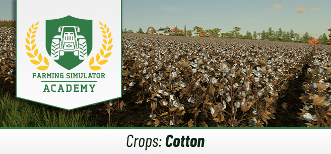 [Crops 101] How to Sow & Harvest Cotton