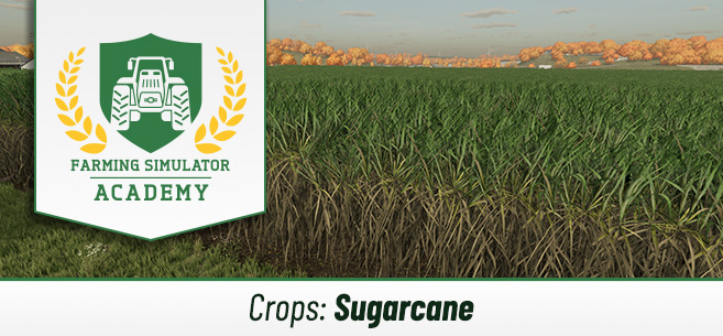 [Crops 101] How to Sow and Harvest Sugarcane